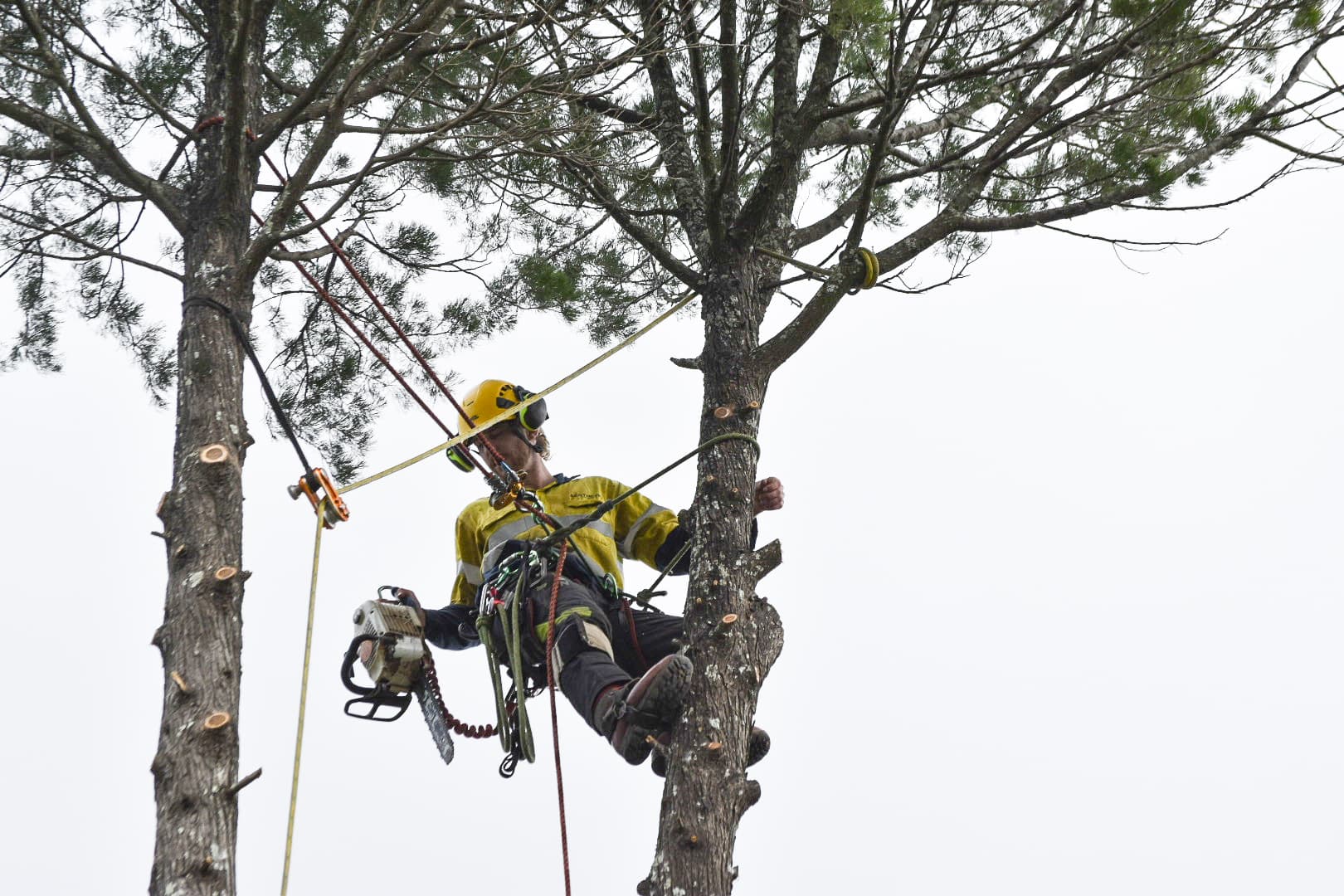 Arborist high in tree canopy with ropes