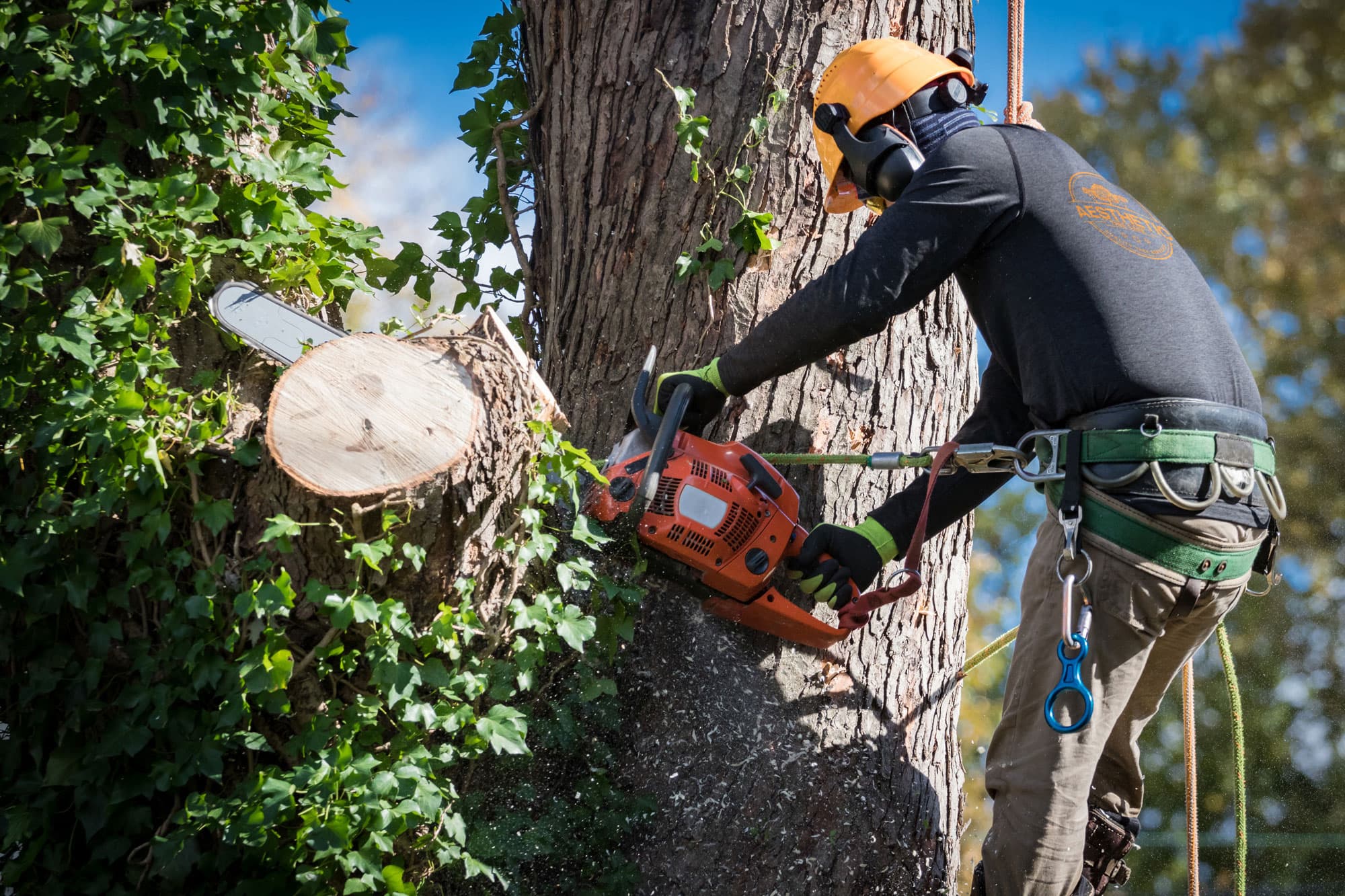 Professional arborist at work