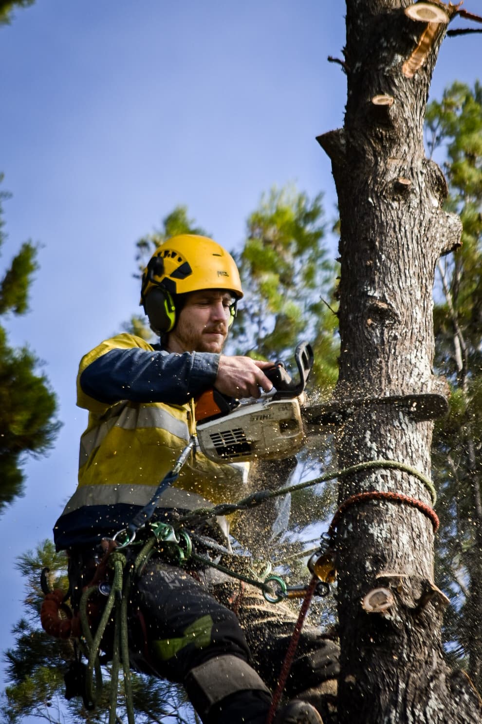 Arborist with chainsaw cutting branches at height