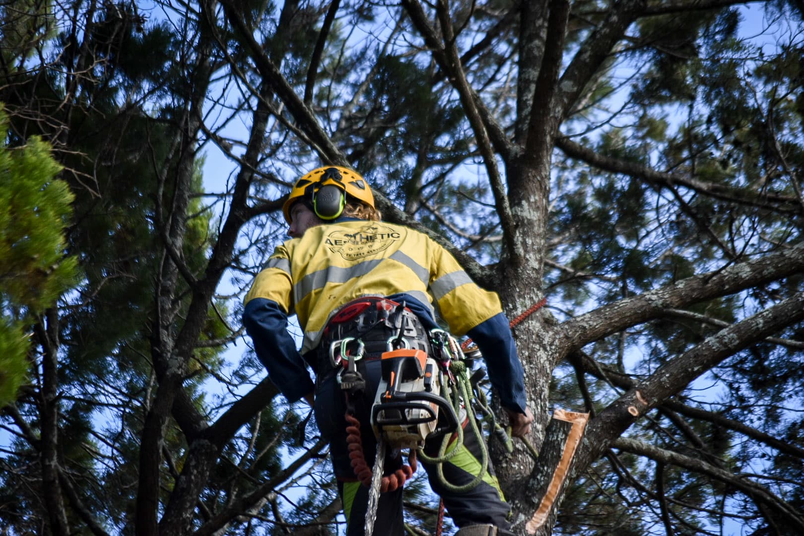 Certified arborist climbing with safety gear