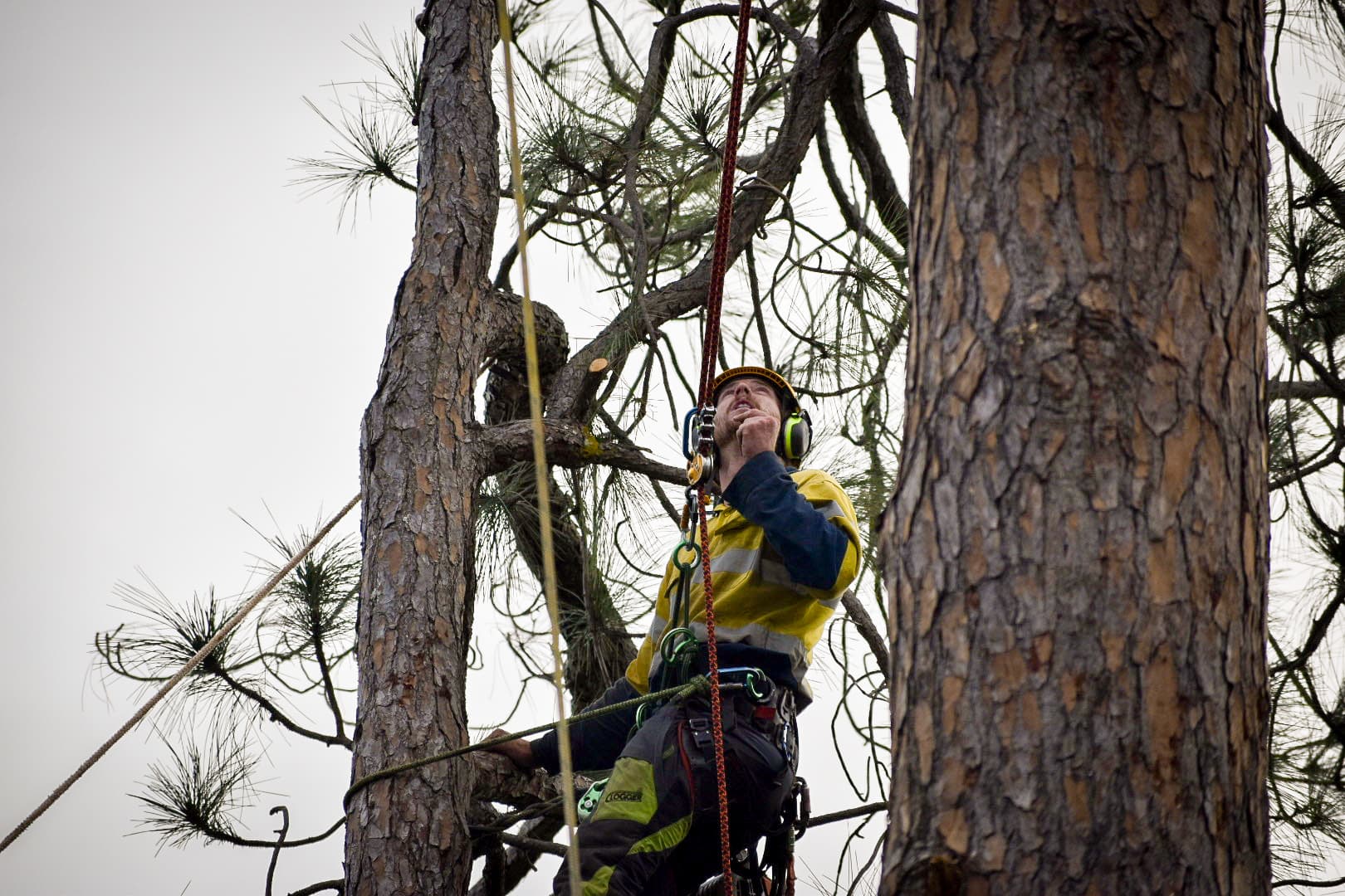 Arborist climbing and rigging in a large tree
