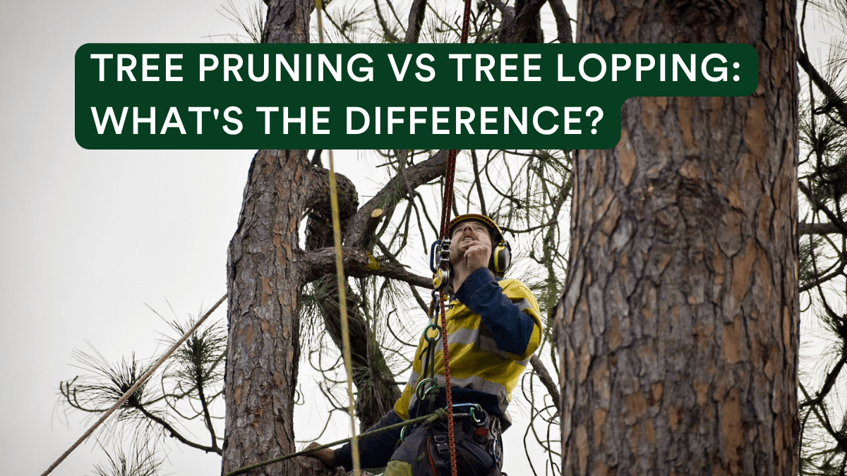 ATC Pruning vs Lopping Header