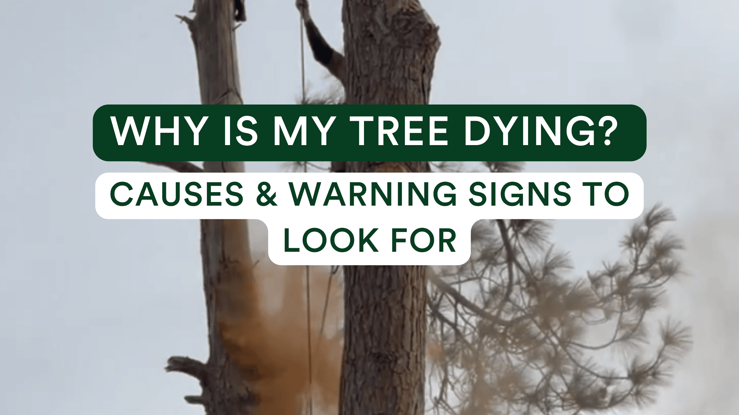 DyingTreePostHeader