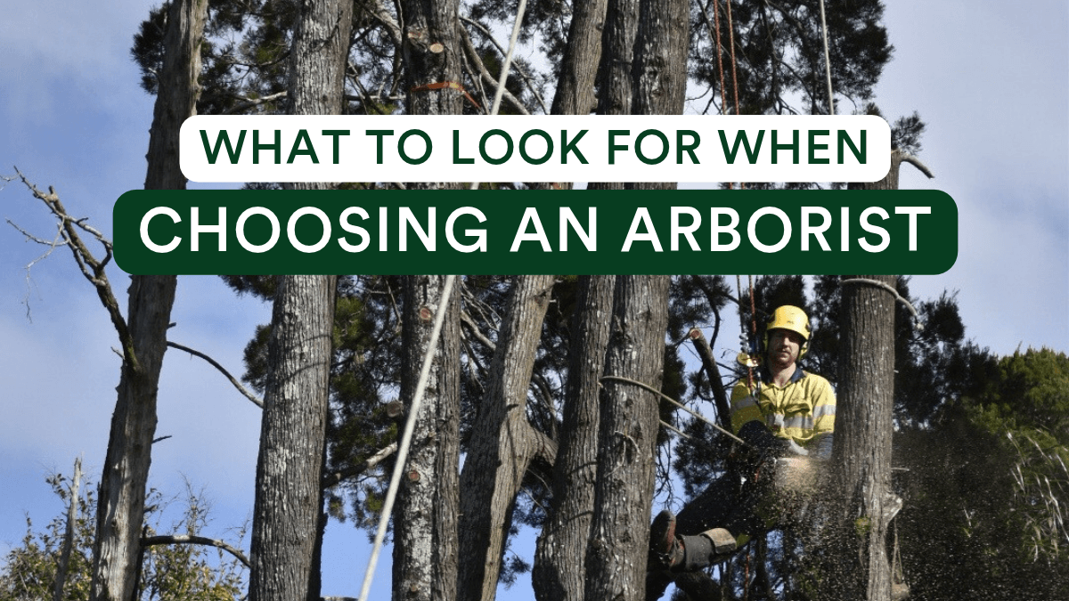 choose-arborist